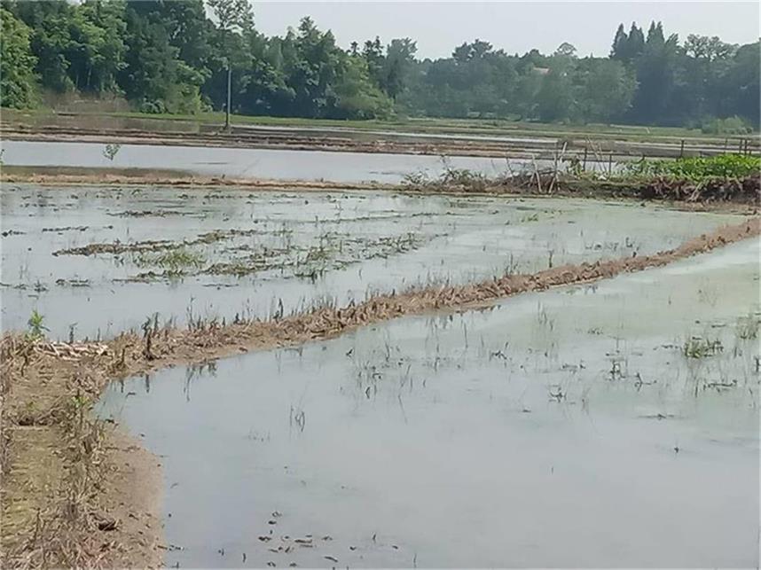 湖南常德国家粮食储备库,常德粮食收购,粮食储存,粮食储备库,省级储备粮,粮食交易