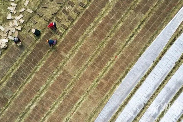 湖南常德国家粮食储备库,常德粮食收购,粮食储存,粮食储备库,省级储备粮,粮食交易