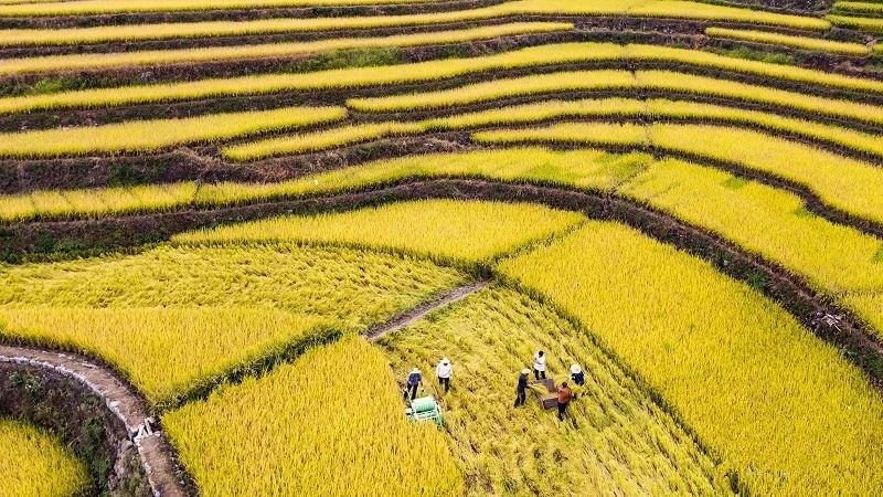 湖南常德国家粮食储备库,常德粮食收购,粮食储存,粮食储备库,省级储备粮,粮食交易